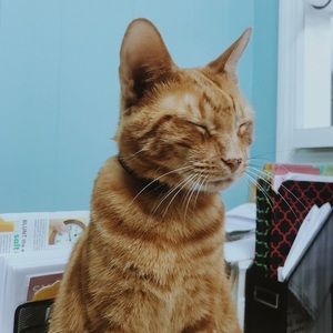 Meet your Posher, Ivy